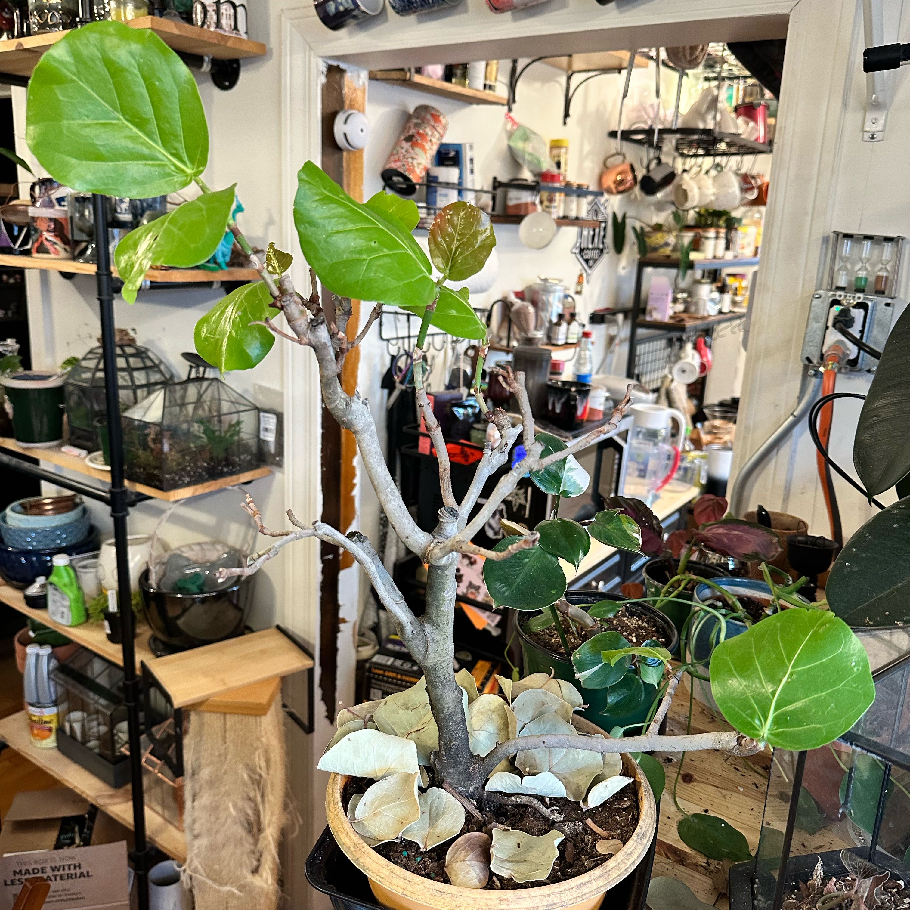 Seagrape plant in a pot with some yellowing and browning leaves, indoors.