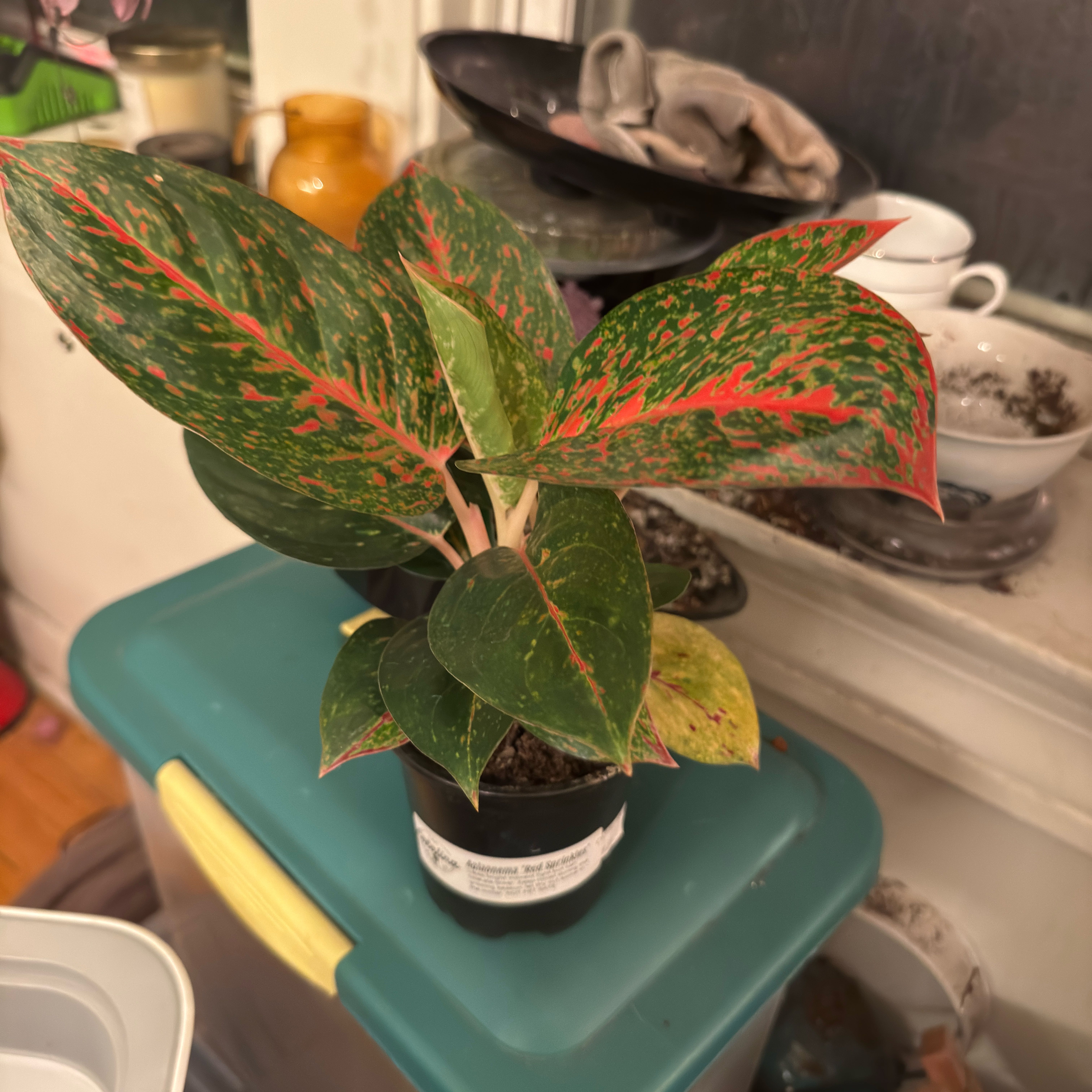 Plant care for Red Vein Fittonia on Greg, the plant care app