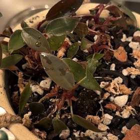 Photo of the plant species Bloody Mary Philodendron by @Gardengoth named Bloody Mary on Greg, the plant care app