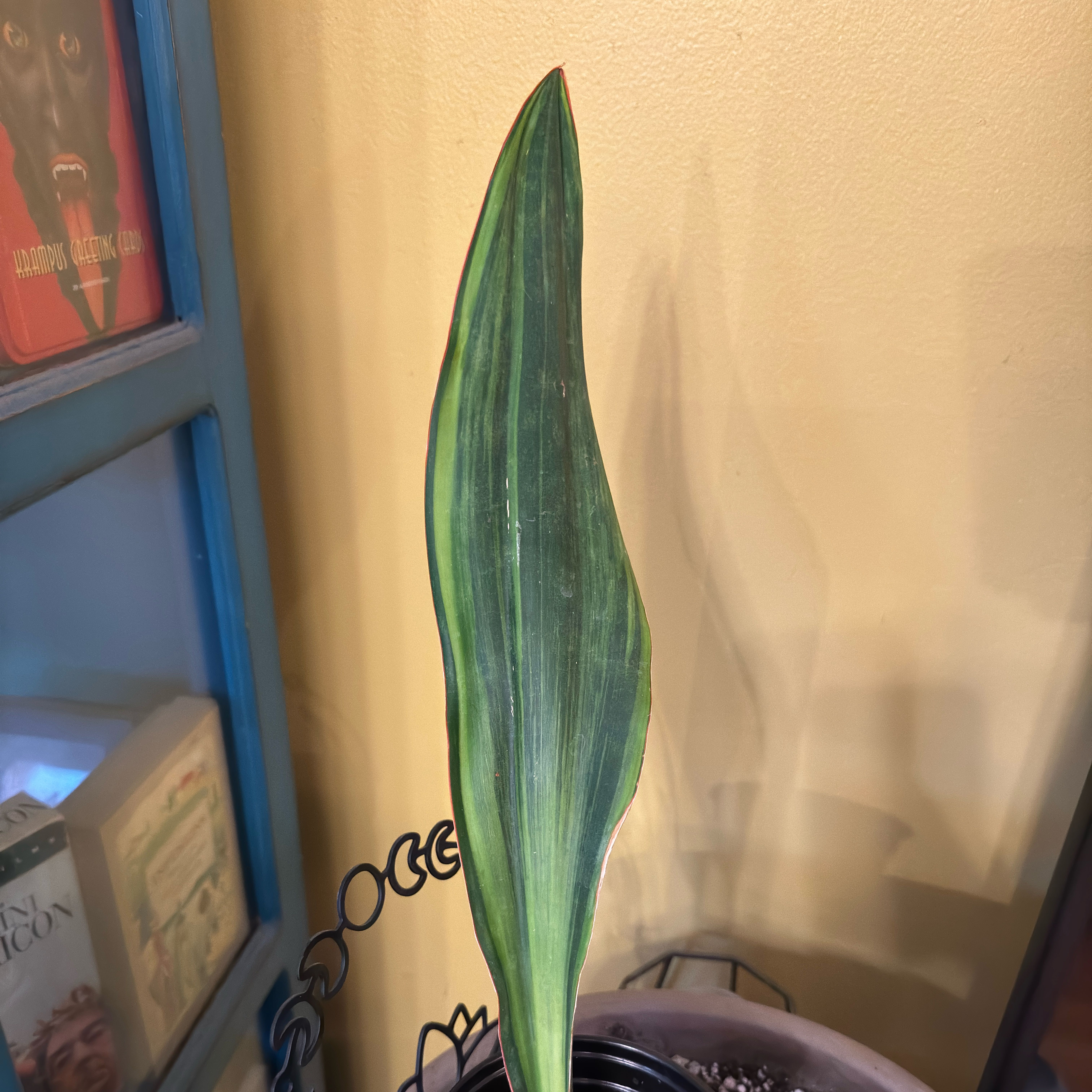 Photo of the plant species Variegated Whale Fin by @Gardengoth named Pequod on Greg, the plant care app