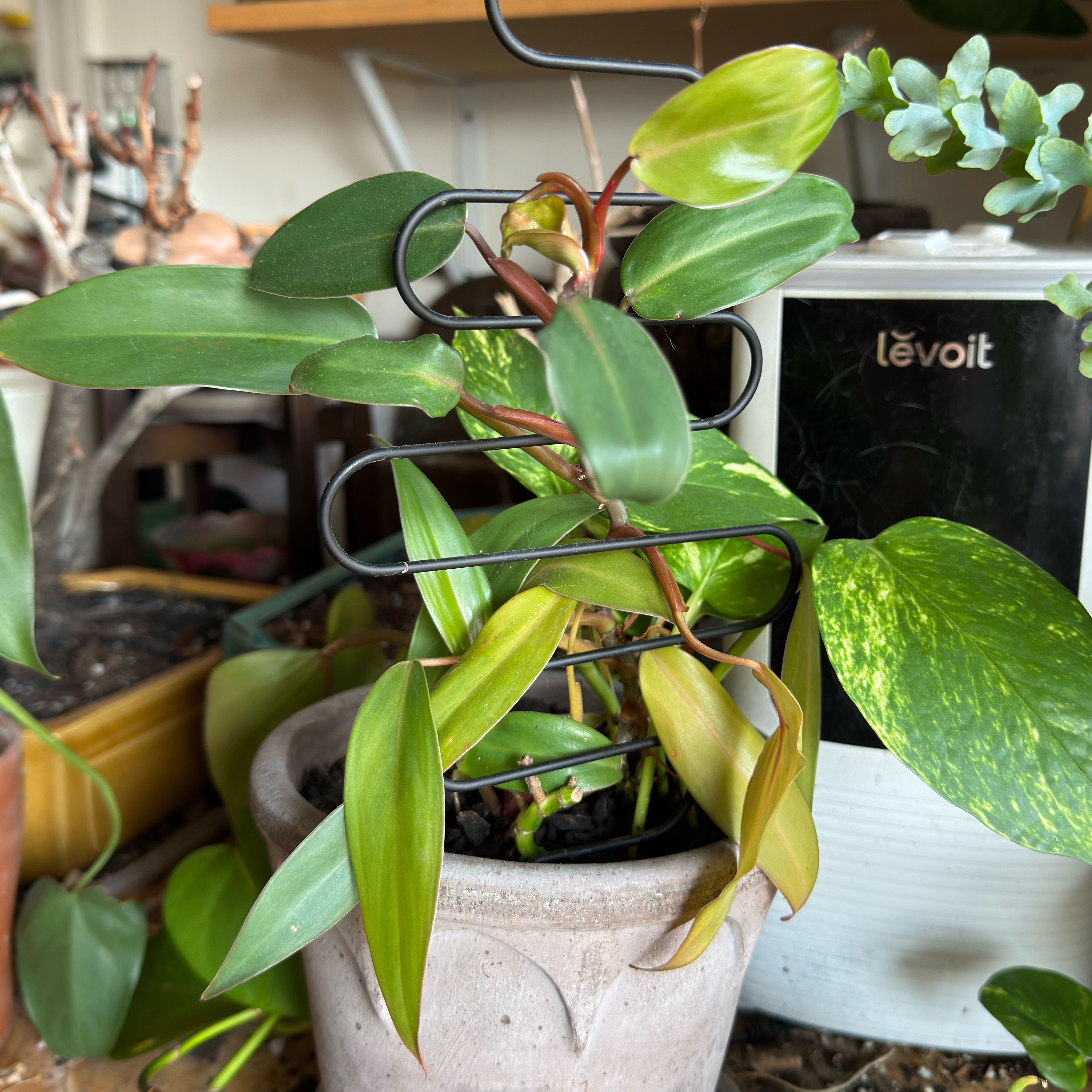 Photo of the plant species Philodendron Lincoln Park Zoo by @Gardengoth named Lincoln on Greg, the plant care app