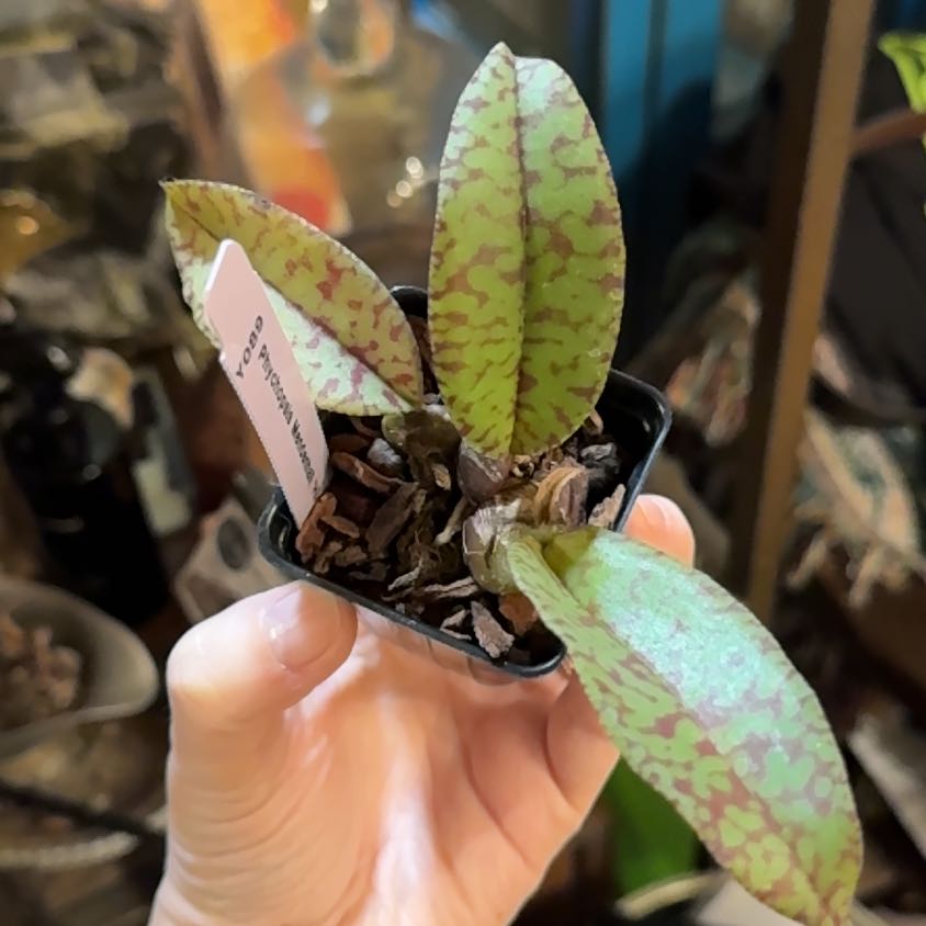 Photo of the plant species Psychopsis mendenhall 'Hildos' by @Gardengoth named Hildos on Greg, the plant care app