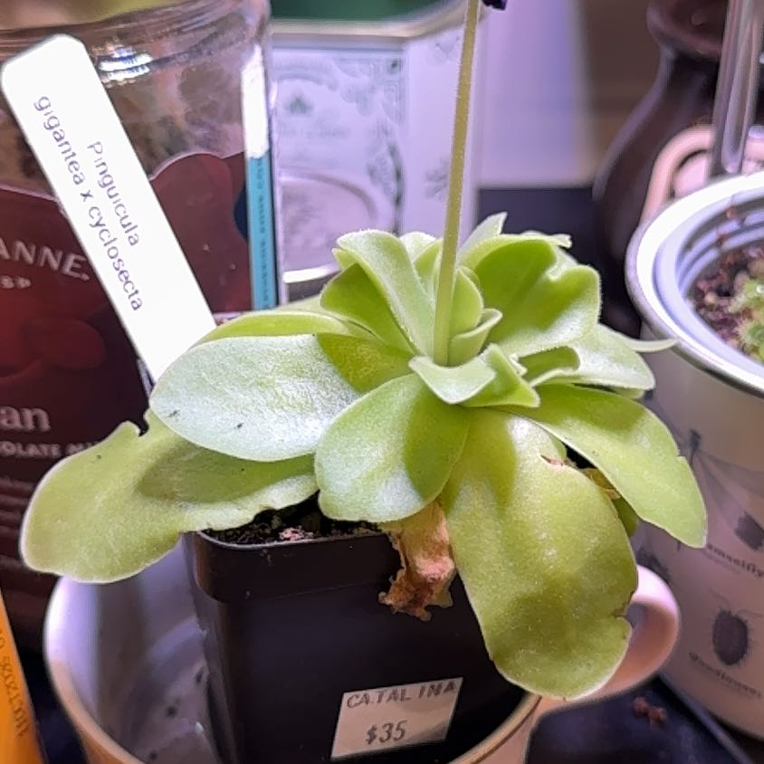 Photo of the plant species Giant Butterwort by @Gardengoth named Pingu on Greg, the plant care app