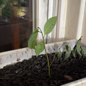 Photo of the plant species Pawpaw by @Gardengoth named Pawpaw on Greg, the plant care app