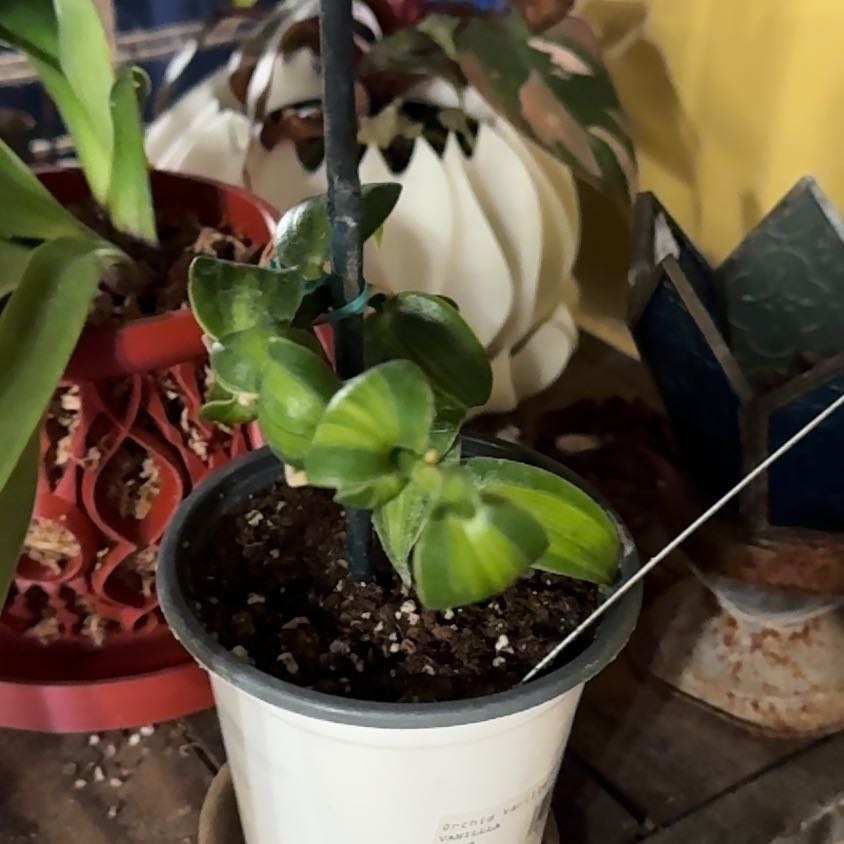 Photo of the plant species varigated Vanilla Orchid by @Gardengoth named Spicy Jane on Greg, the plant care app