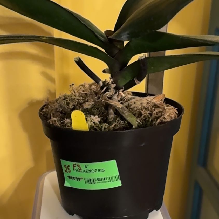 Photo of the plant species Yellow Dancing Lady Orchid by @Gardengoth named Lady on Greg, the plant care app