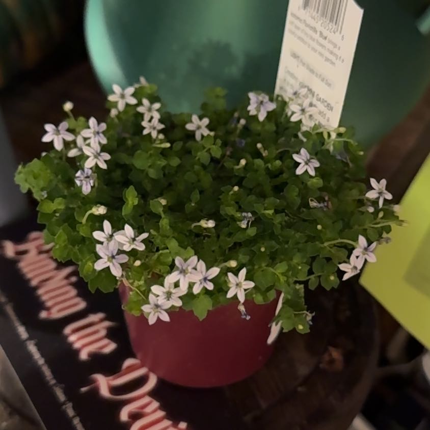 Photo of the plant species Blue Star Creeper by @Gardengoth named Blue on Greg, the plant care app