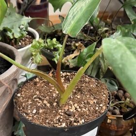 Photo of the plant species Silver Sword Philodendron by @Gardengoth named Silver Fox on Greg, the plant care app