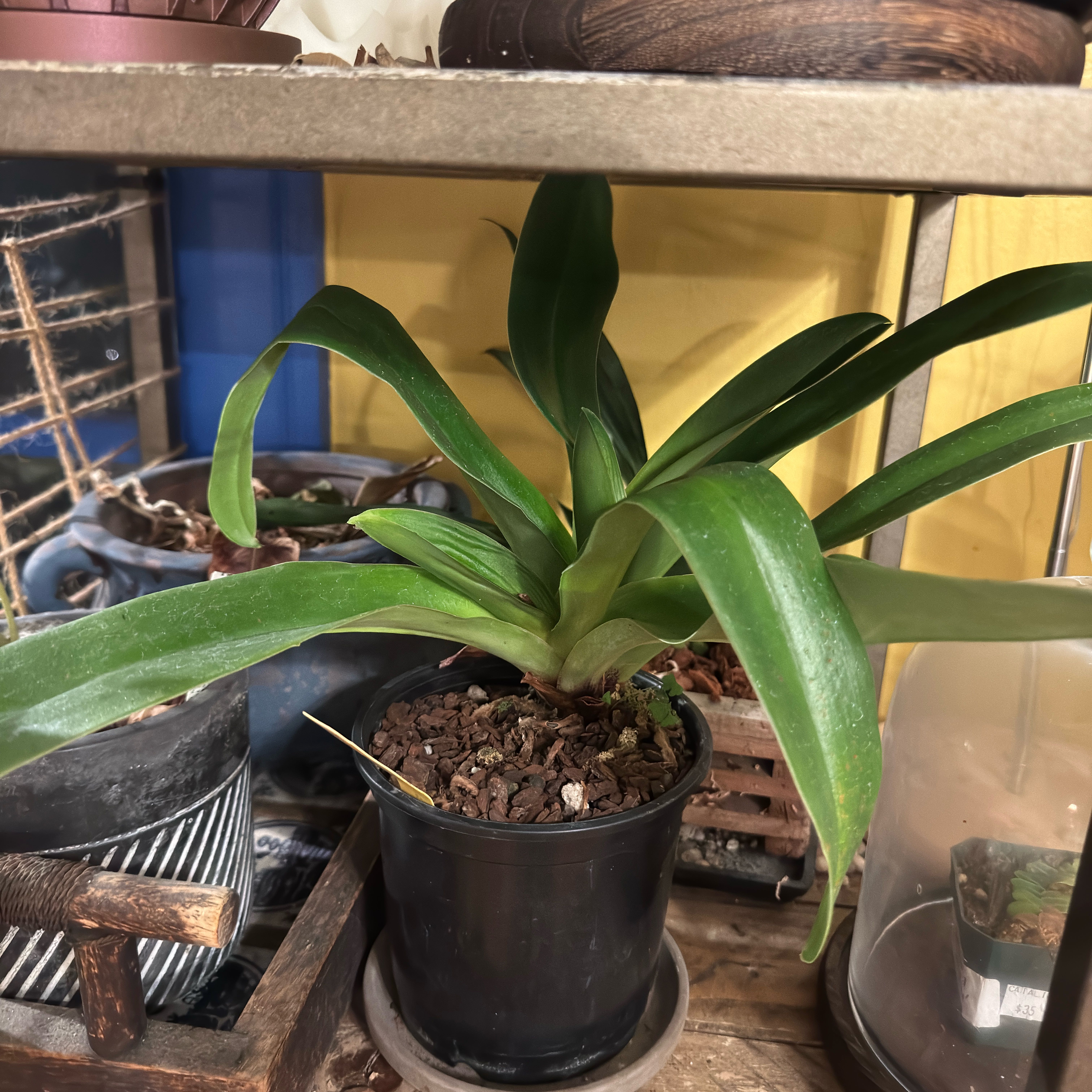 Photo of the plant species Paphiopedilum In-Charm Lipstick × Paphiopedilum Taisuco America’s Plum ‘Fancy’ by @Gardengoth named Charmy on Greg, the plant care app