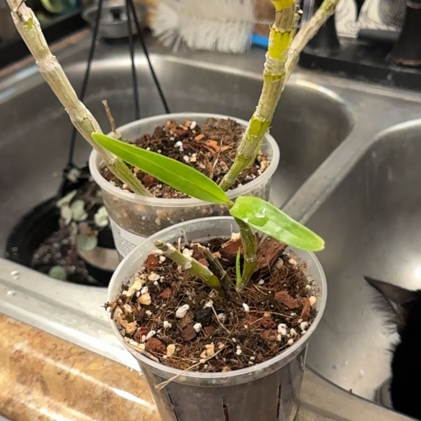 Photo of the plant species Nobile Dendrobium by @Gardengoth named Twins on Greg, the plant care app