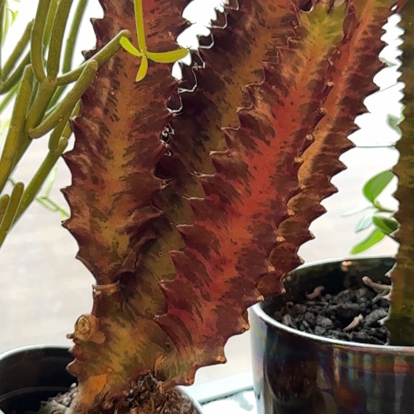 Photo of the plant species Royal Red African Milk Tree by @Gardengoth named Red Cluster on Greg, the plant care app