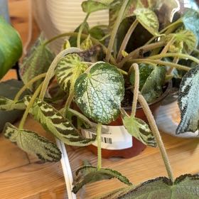 Photo of the plant species Begonia 'Silver Jewel' by @Gardengoth named Silver Jewel on Greg, the plant care app