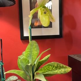 Photo of the plant species Lady Slipper by @Gardengoth named Paph (Makuli-Curtisii x Maudiae 'Napa Valley') on Greg, the plant care app