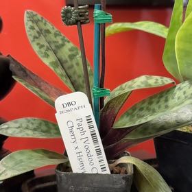 Photo of the plant species Paphiopedilum Orchid by @Gardengoth named Voodoo Cherry x (Magic Cherry x Hsinying Rainbow on Greg, the plant care app