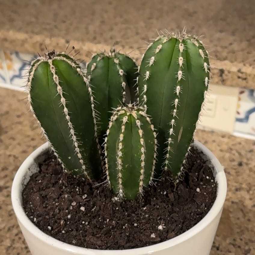 Photo of the plant species Lemaireocereus marginata by @SmoothTigerlily named Clooney on Greg, the plant care app