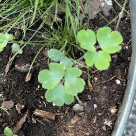 Photo of the plant species Aquilegia Vulgaris by @ChosenPinkball named Gomez on Greg, the plant care app