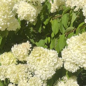 Photo of the plant species Panicle Hydrangea by @AboundingAtom named Zion on Greg, the plant care app