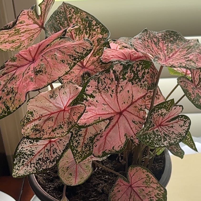 Photo of the plant species Elephant Ear Pink Beauty by @BigwigWildbasil named Whitney on Greg, the plant care app