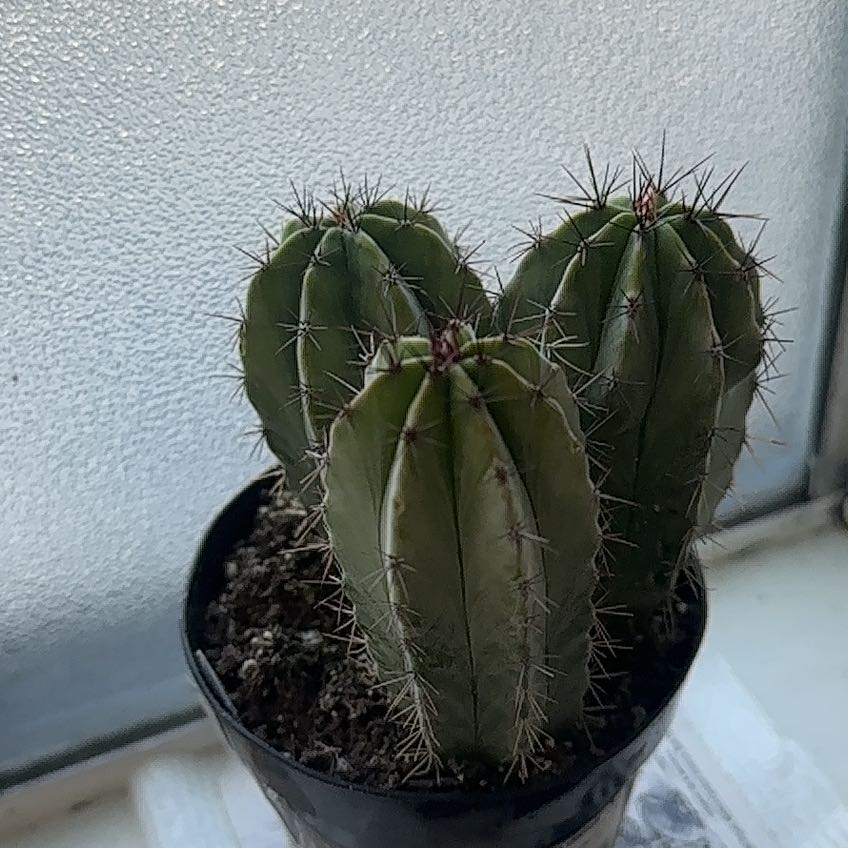Polaskia chichipe cactus with three stems in a small pot, placed by a frosted window.