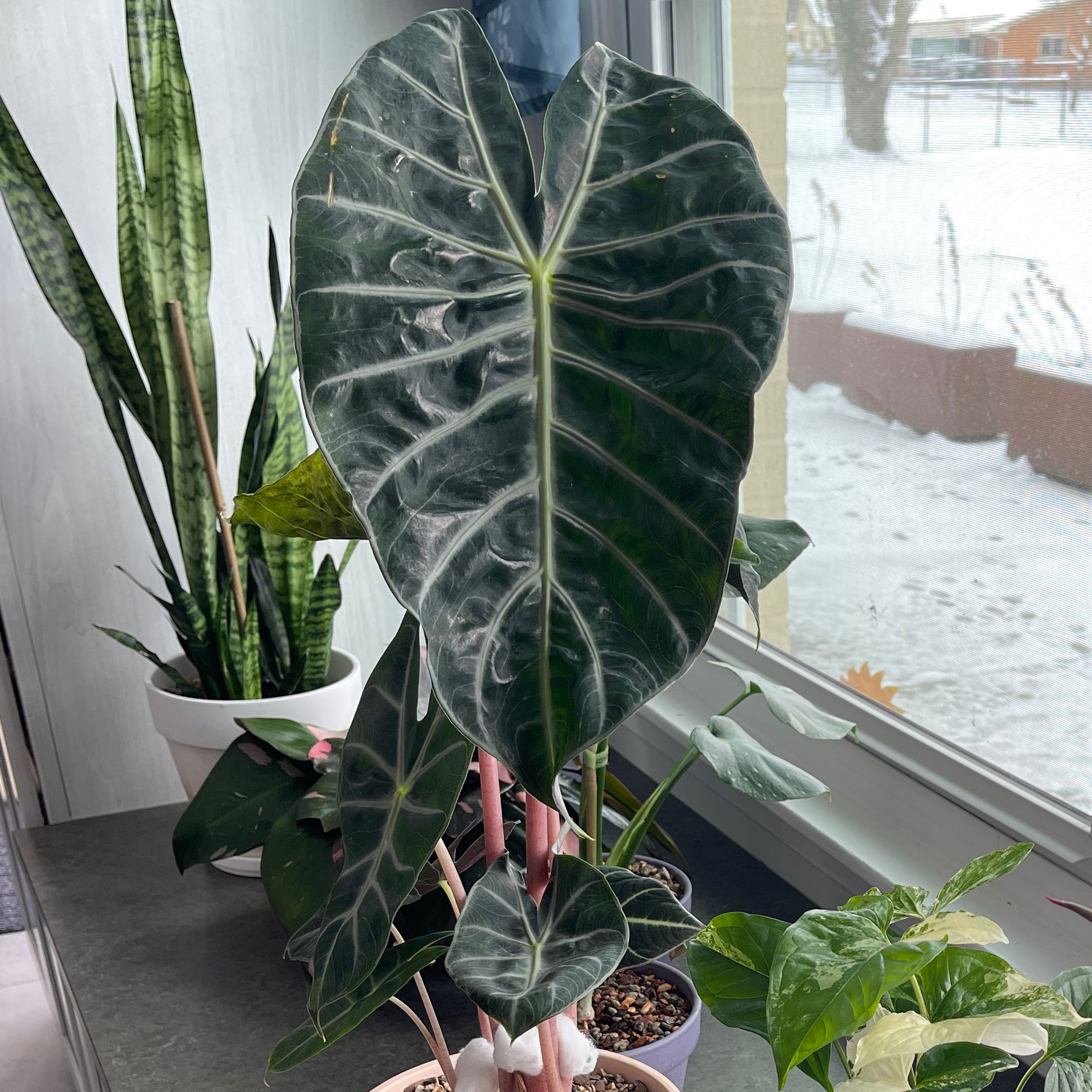 Photo of the plant species Nairobi Nights by @AdeptCarrot named Austen on Greg, the plant care app