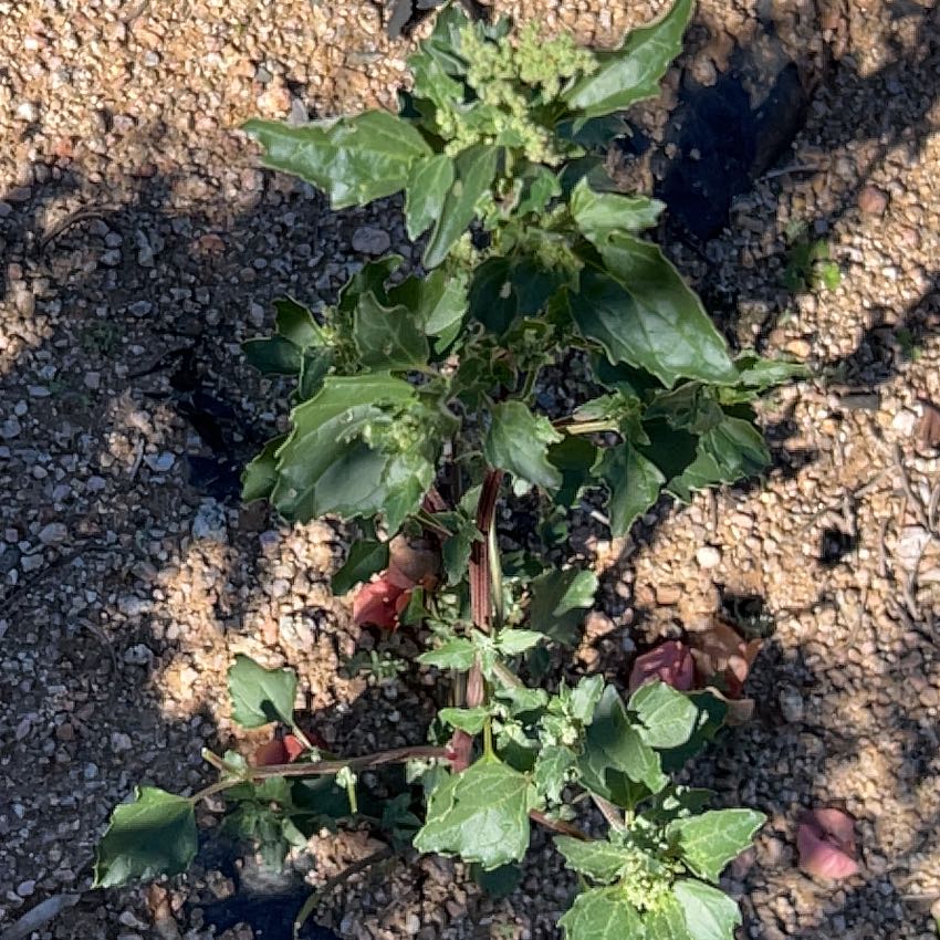 Photo of the plant species Australian-Spinach by @EarlyFord named Daphne on Greg, the plant care app