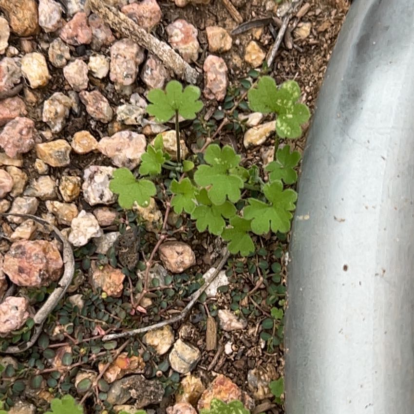 Photo of the plant species Blister Buttercup by @EarlyFord named Messi on Greg, the plant care app