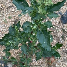 Photo of the plant species Australian-Spinach by @EarlyFord named Planty on Greg, the plant care app