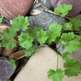 Photo of the plant species Shining Geranium by @EarlyFord named Sonora on Greg, the plant care app