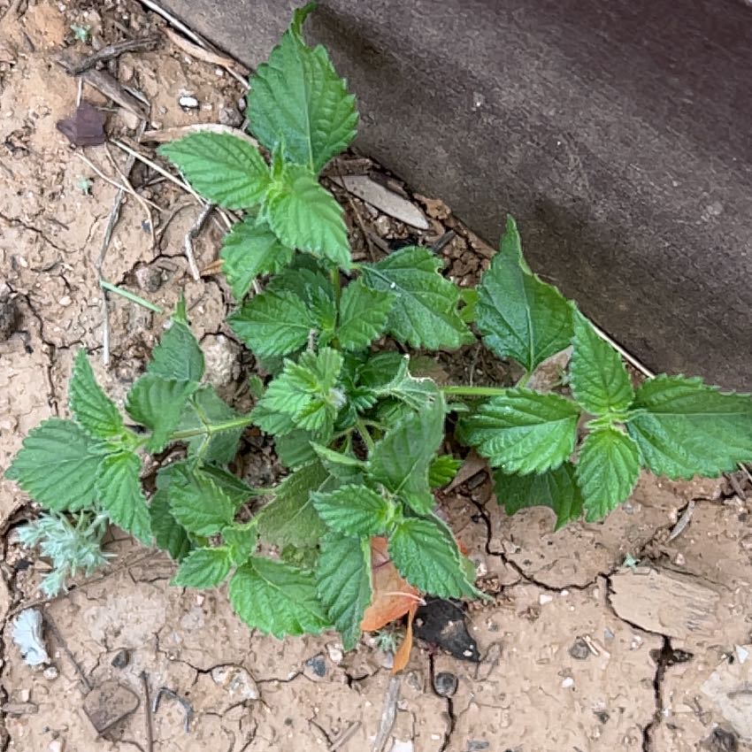 Photo of the plant species Kentucky Coffee Tree by @EarlyFord named Gates on Greg, the plant care app
