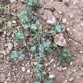 Photo of the plant species Kali tragus by @EarlyFord named Naomi on Greg, the plant care app
