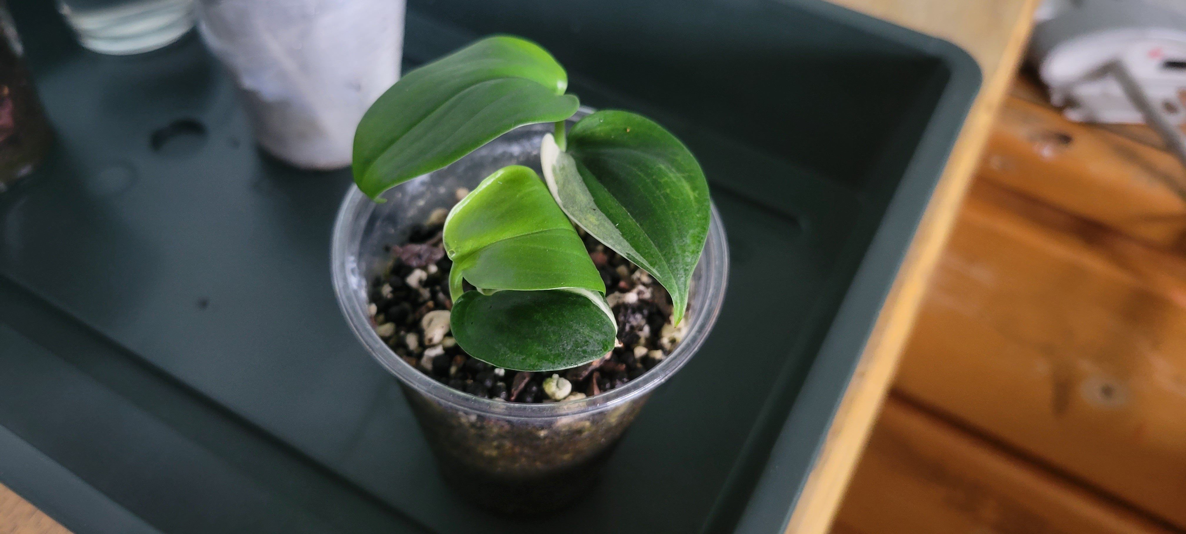 Photo of the plant species Blue Satin Scindapsus by @AngelBingcherry named Blue Albo on Greg, the plant care app