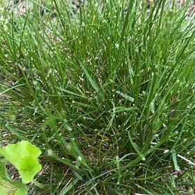 Photo of the plant species Perennial Ryegrass by @WholeIroncross named Beyonce on Greg, the plant care app