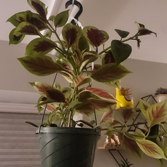 Photo of the plant species Champagne Jam Nematanthus by @YesTexassotol named Nemo on Greg, the plant care app