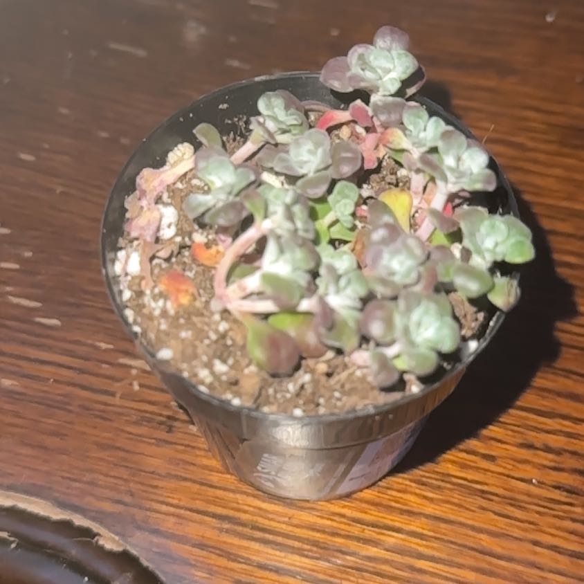 Photo of the plant species Sedum spathulifolium 'Carnea' by @RegalRockweed named LiloStitch on Greg, the plant care app
