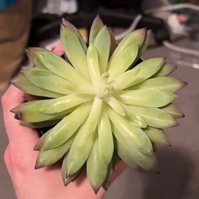 Photo of the plant species echeveria Hyrbid princess by Madison named Lola on Greg, the plant care app