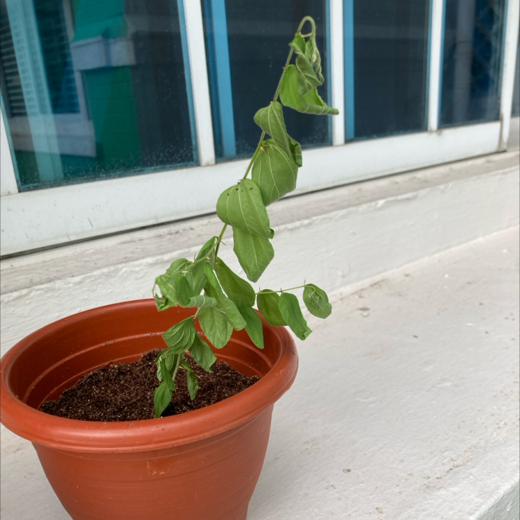 Photo of the plant species Indian Jujube by @InfiniteKale named Achilles on Greg, the plant care app