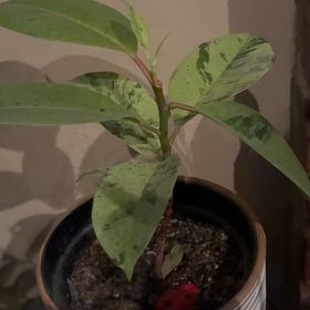 Photo of the plant species Ficus 'Golden Gem' by @HeroineBogarum named Sanders on Greg, the plant care app