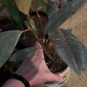 Photo of the plant species Ruby Rubber by @HeroineBogarum named LiloStitch on Greg, the plant care app