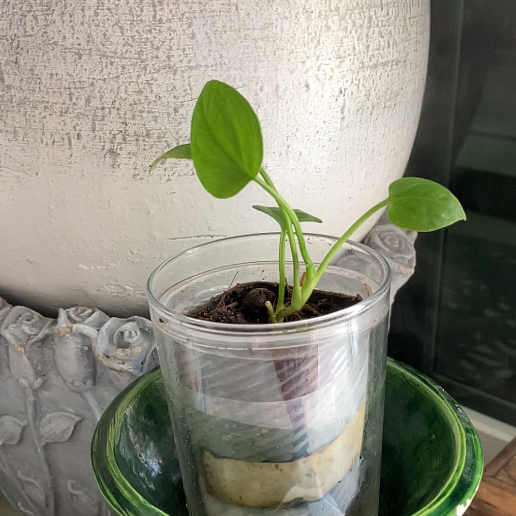 Anthurium Luxurians plant in a transparent container with visible soil and healthy green leaves.