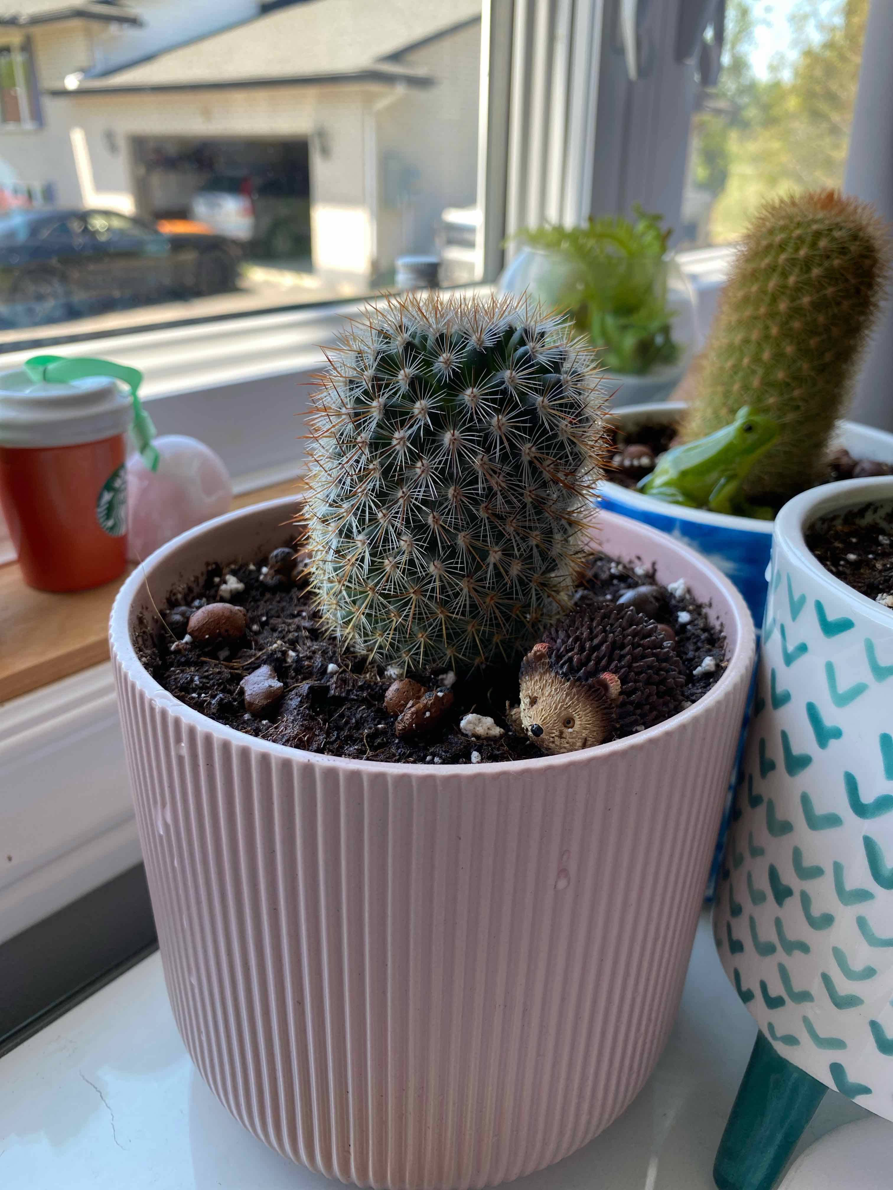 Pincushion Cactus in a pink pot on a windowsill with other plants in the background.