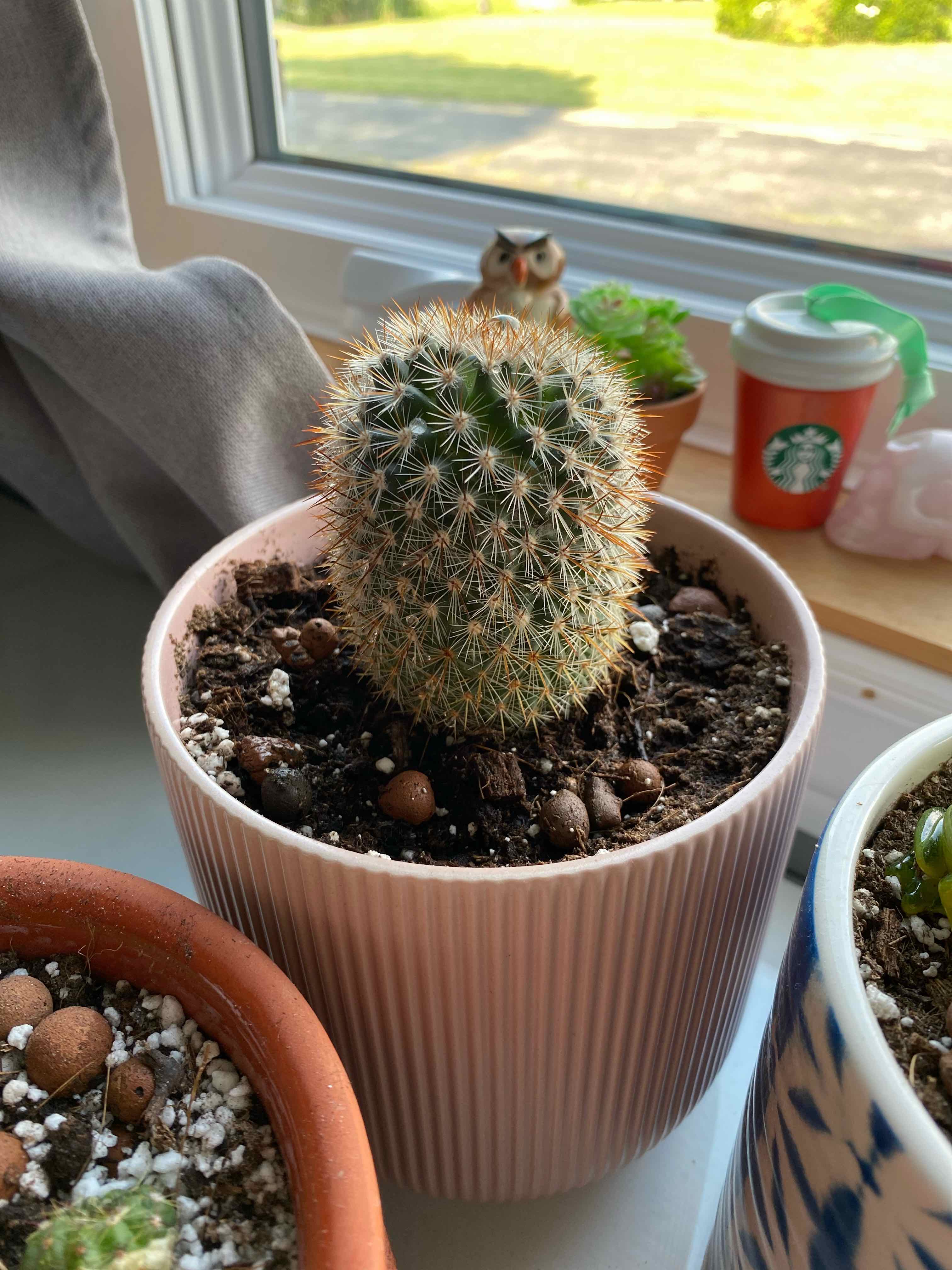 Pincushion Cactus in a pink pot on a windowsill with visible soil and no signs of disease.