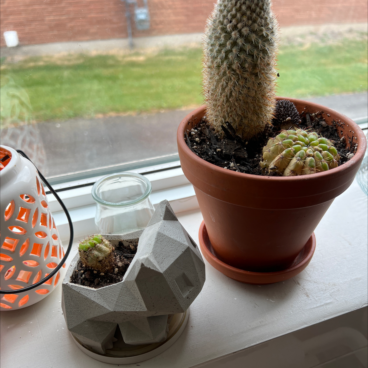 Photo of the plant species Green Tomato Cactus by @alyssap named Flora on Greg, the plant care app
