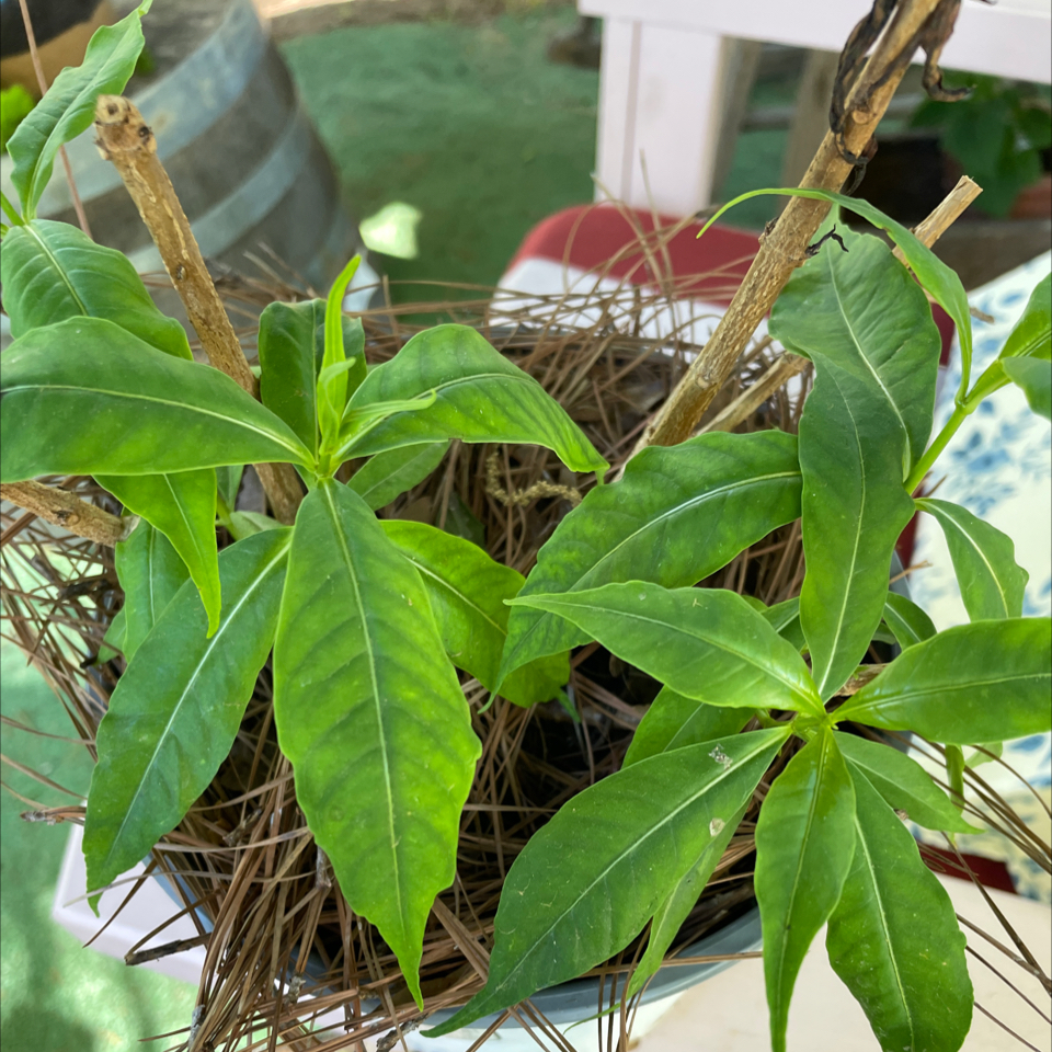Potted Golden Trumpet plant with healthy green leaves.