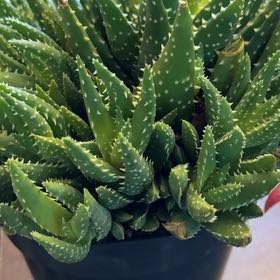 Photo of the plant species Dhofari Aloe by @TopGrugrupalm named Doja Cat on Greg, the plant care app