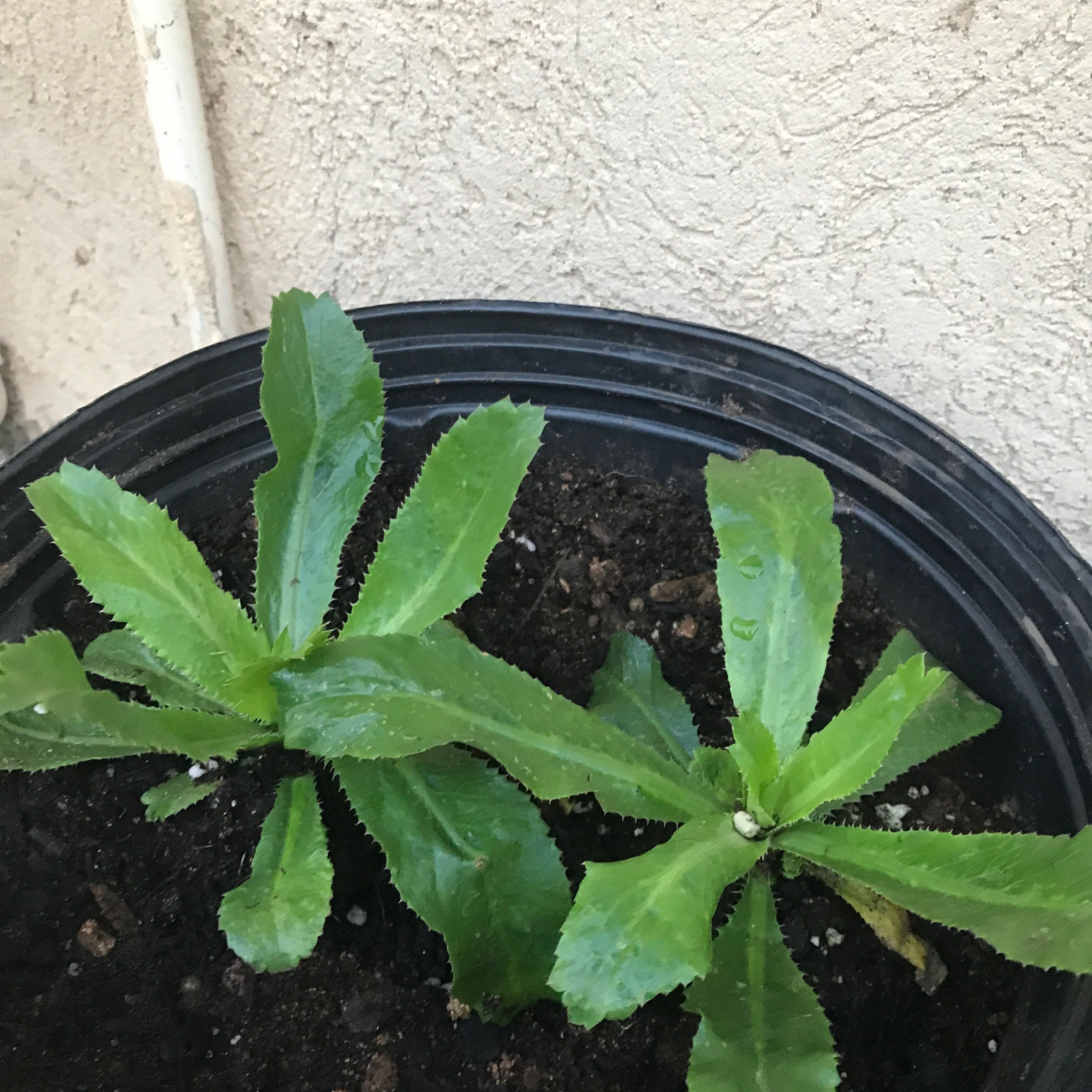 Potted Culantro plant with healthy green leaves and visible soil.