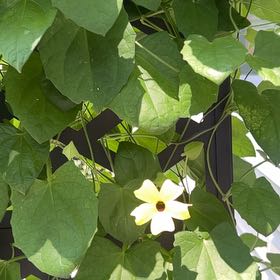 Photo of the plant species Blackeyed Susan Vine by @ShannieGirlNJ named Sol on Greg, the plant care app