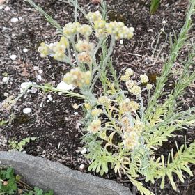 Photo of the plant species Jersey Cudweed by @DisarmingFicus named Sigmund on Greg, the plant care app