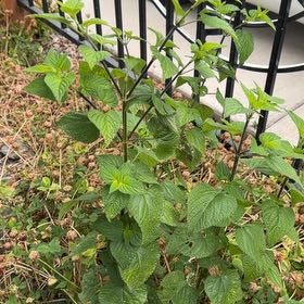 Photo of the plant species Blood Sage by @DisarmingFicus named Kylie on Greg, the plant care app