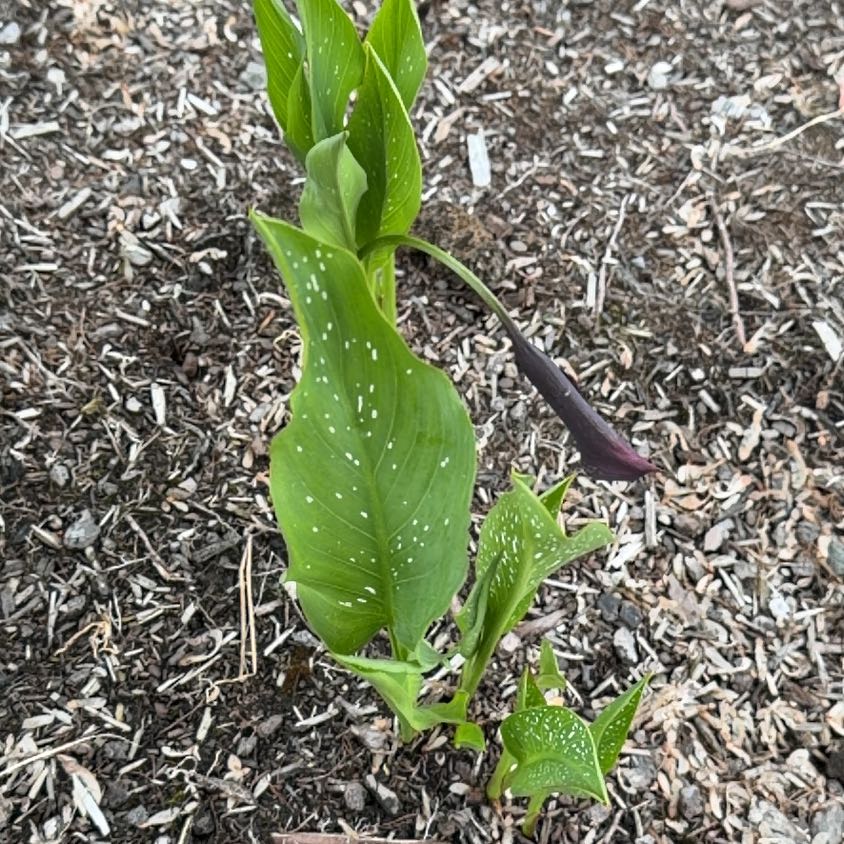 Photo of the plant species Spotted Calla Lily by @DisarmingFicus named Tupot amaroot on Greg, the plant care app
