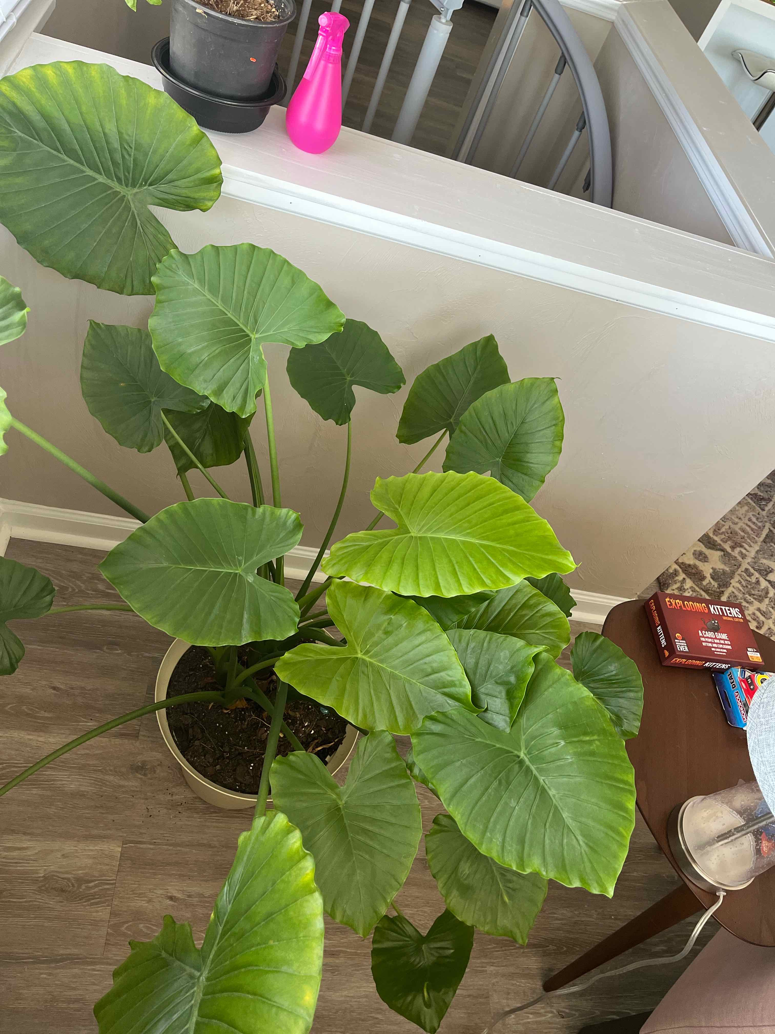 Healthy Elephant Ear Philodendron plant with large green leaves in a pot indoors.
